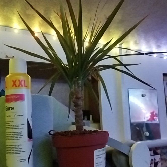 Photo of the plant species Madagascar Dragon Tree by @CompleteChosmo6 named Domino on Greg, the plant care app