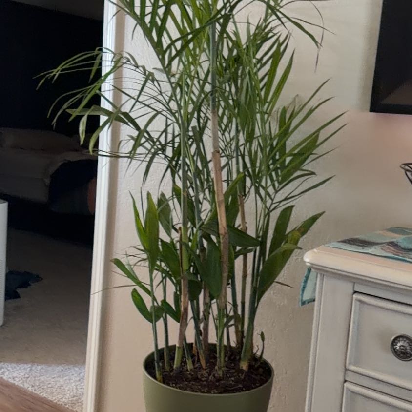 Photo of the plant species Bamboo Palm by @YesCanna49 named Sonora on Greg, the plant care app