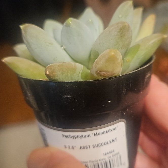 Photo of the plant species Pachyphytum longifolium by @PerkyAsarina65 named Denali on Greg, the plant care app
