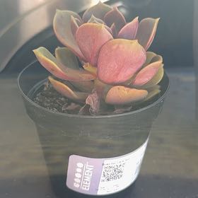 Photo of the plant species Echeveria 'Mont Blanc' by @ZestPuriri31 named Remington on Greg, the plant care app