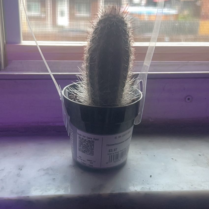 Photo of the plant species Thrixanthocereus cullmanianus by @FreePoisonpie96 named Luna on Greg, the plant care app
