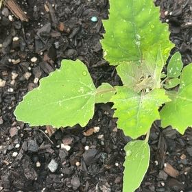 Photo of the plant species Melde by @AgelessAlmond75 named Maya on Greg, the plant care app