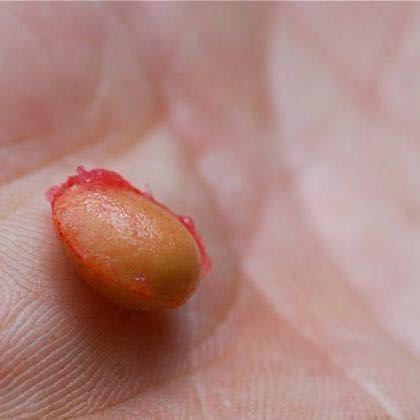 Photo of the plant species Cherry Tree by @BestFanmoss87 named Ant on Greg, the plant care app