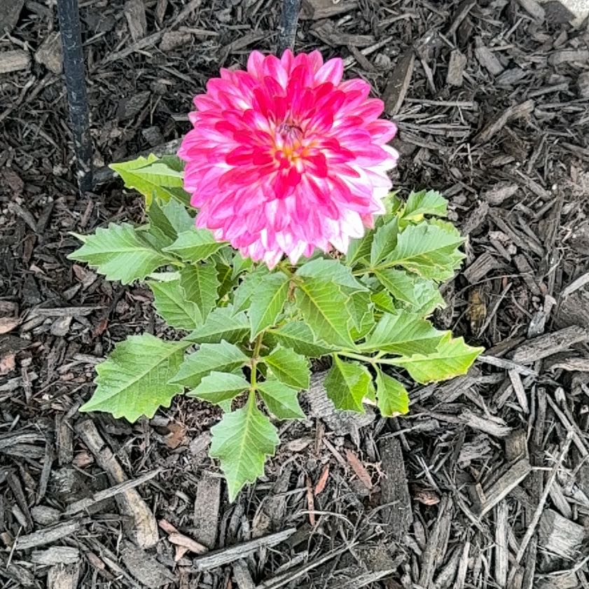 Photo of the plant species Garden Dahlia by @JuicyCornbind40 named Sir Plancelot on Greg, the plant care app