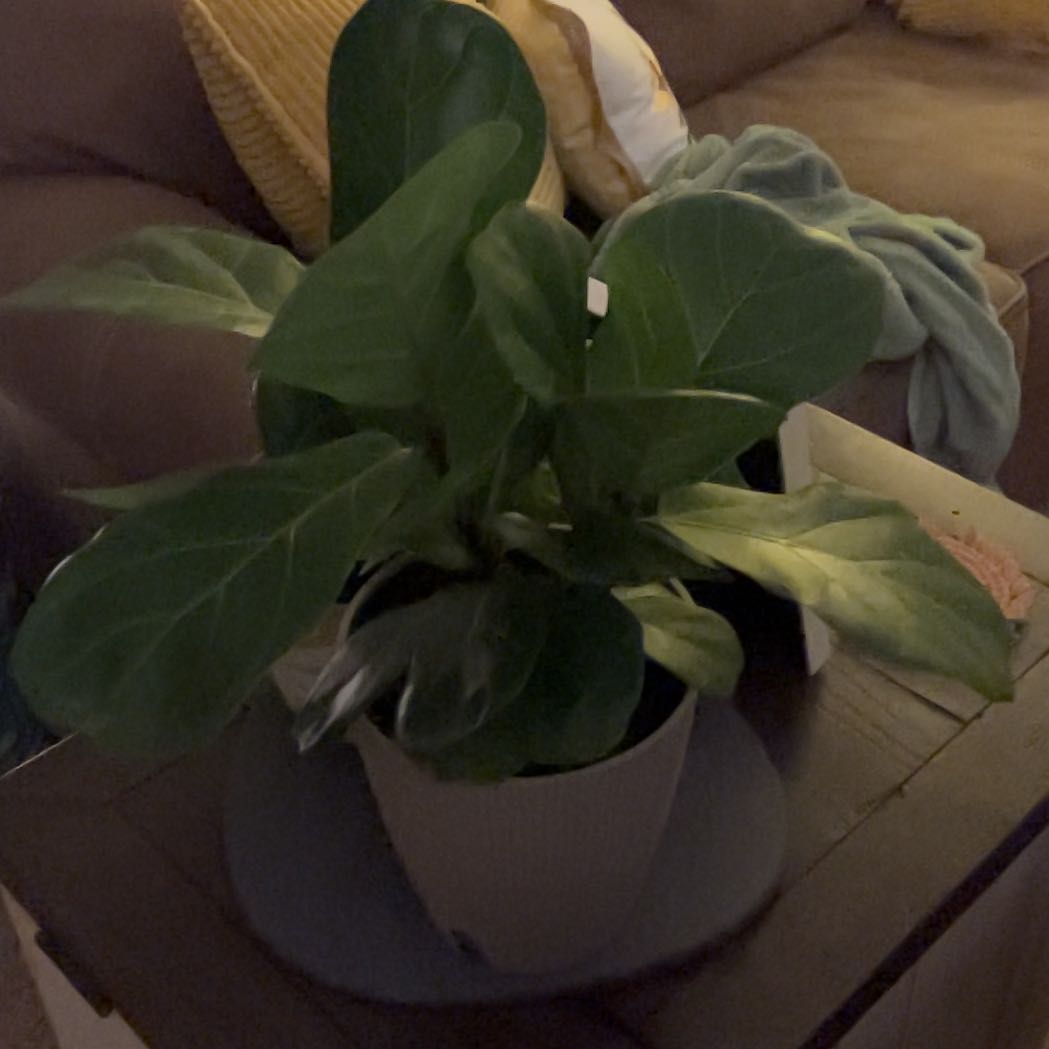 Photo of the plant species Sodom Apple by @GracedHeather95 named Drake on Greg, the plant care app