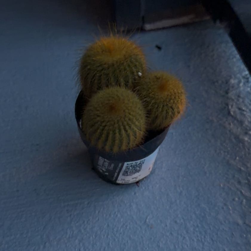 Photo of the plant species Notocactus by @HipPersia73 named Apollo on Greg, the plant care app