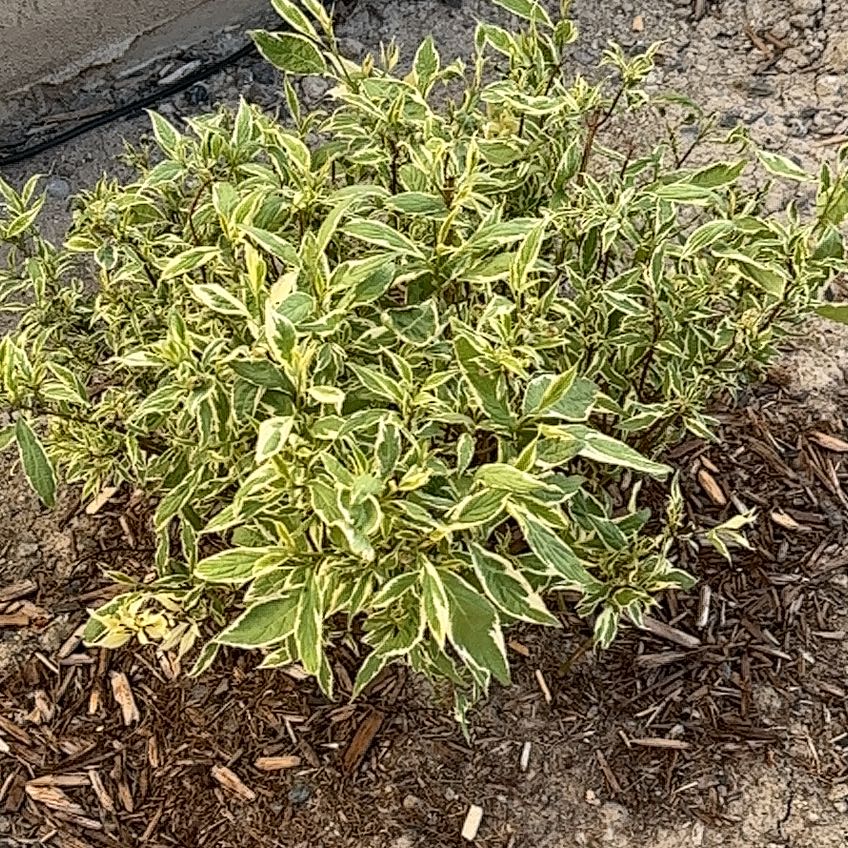 Photo of the plant species Ivory Halo Dogwood by @SharpTitoki48 named Lil bro on Greg, the plant care app