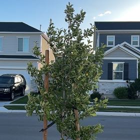 Photo of the plant species Prairie Rose Crabapple by @SharpTitoki48 named Abbot on Greg, the plant care app