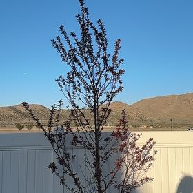 Photo of the plant species Newport Plum by @SharpTitoki48 named Costello on Greg, the plant care app