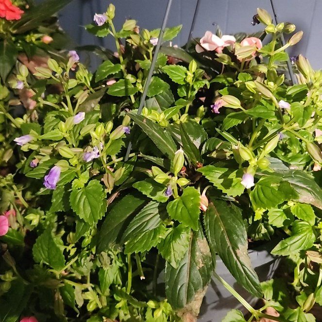 Photo of the plant species Wishbone Flower by @KeyChia62 named Sanders on Greg, the plant care app