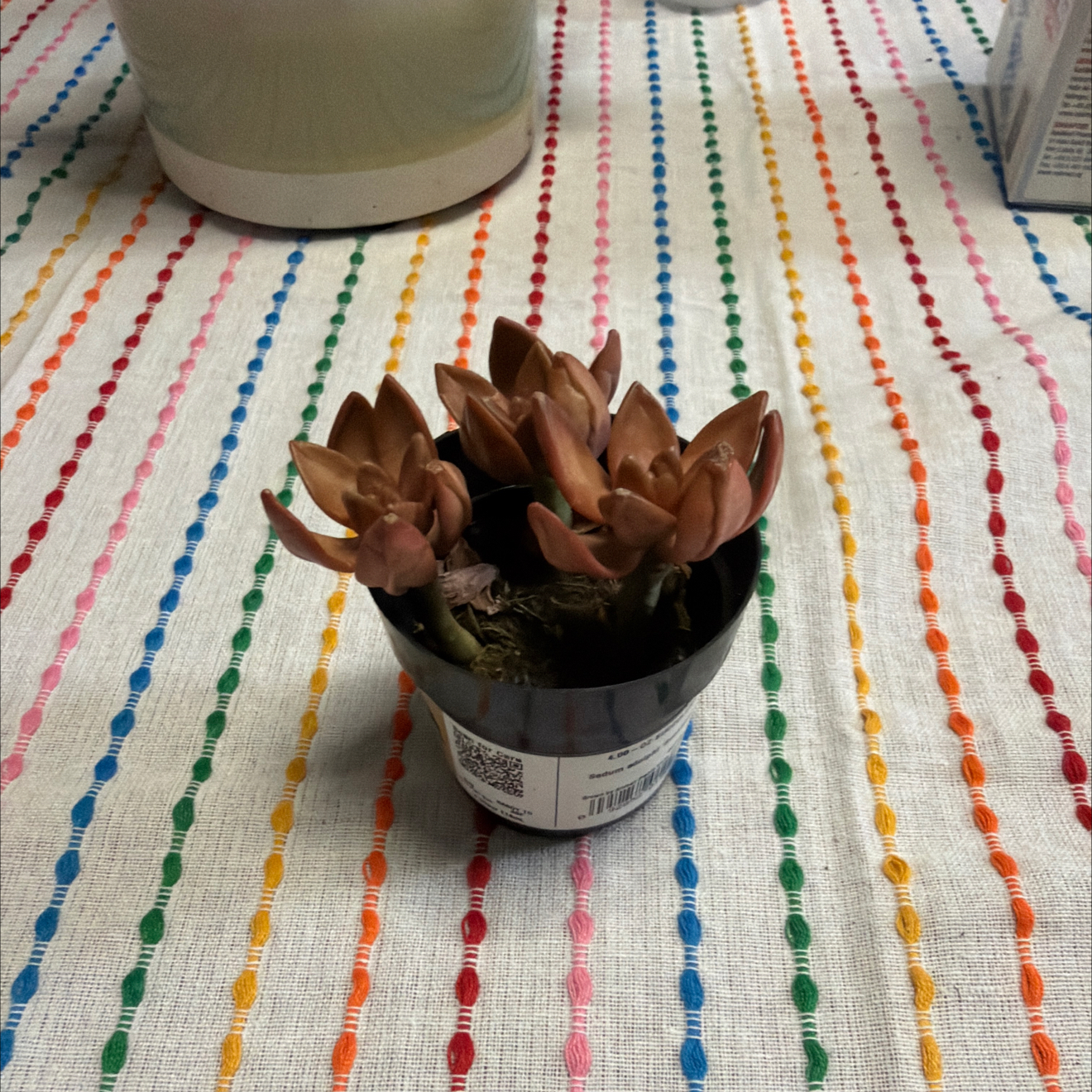 Photo of the plant species Sedum adolphi 'Sunstorm' by @NewCapeivy15 named Gloria on Greg, the plant care app