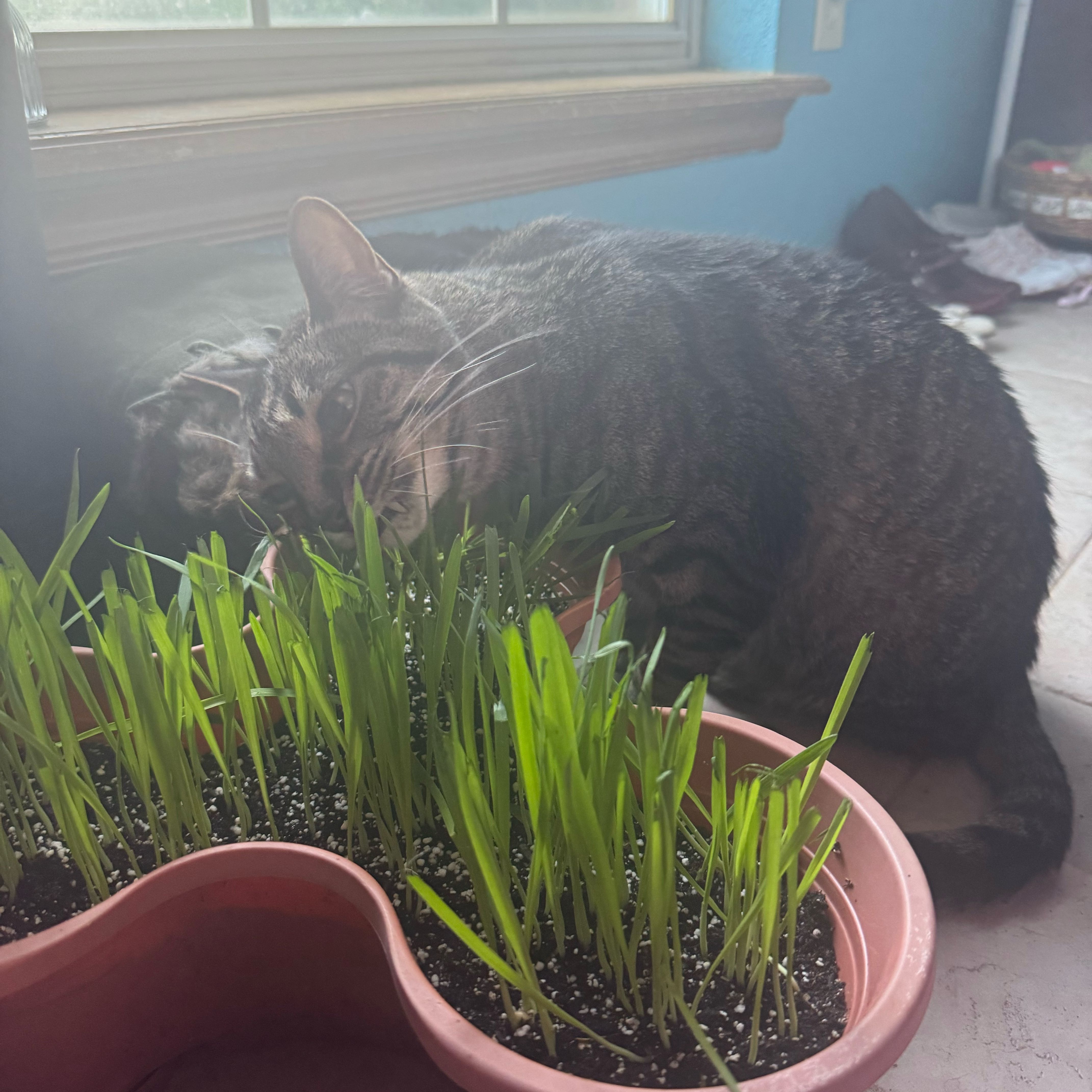 Photo of the plant species cat grass by @FabKowhai69 named Gobi on Greg, the plant care app