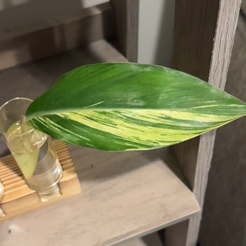 Photo of the plant species Variegated Shell Ginger by @whatsamreads_ named Leonardo on Greg, the plant care app