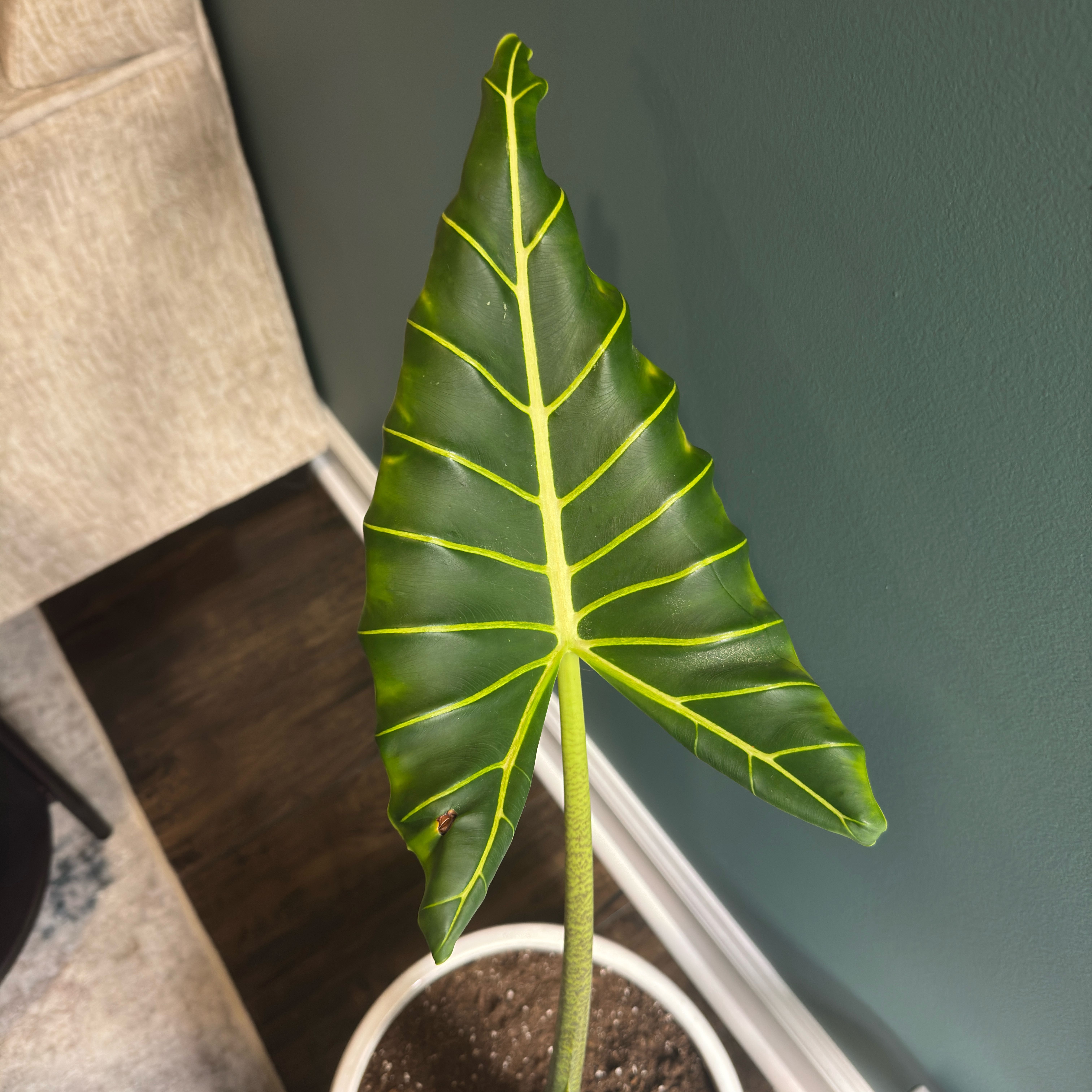 Photo of the plant species Arrowhead by @whatsamreads_ named Sanders on Greg, the plant care app