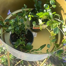 Photo of the plant species Common Periwinkle by @EagerSapote51 named Violet on Greg, the plant care app