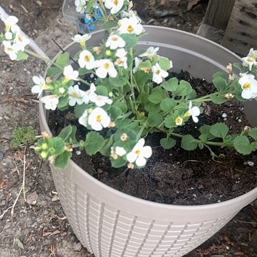 Photo of the plant species Wild Pansy by @EagerSapote51 named Little pony on Greg, the plant care app