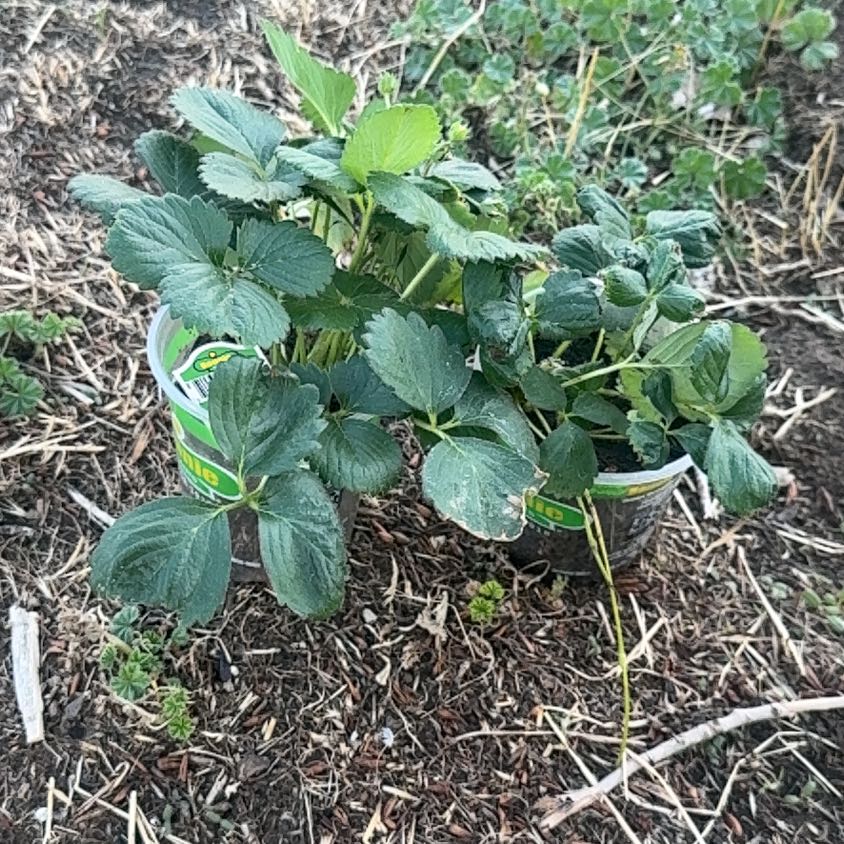 Photo of the plant species Beach Strawberry by @EagerSapote51 named Fresa on Greg, the plant care app