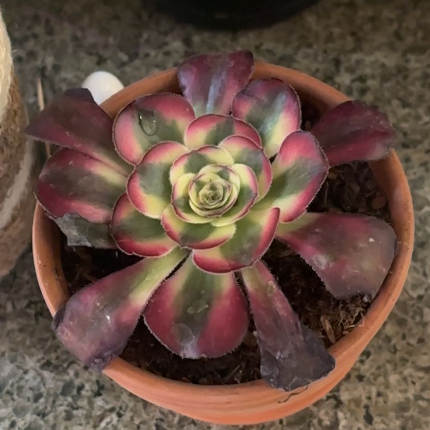 Photo of the plant species Aeonium Medusa by @HomelyAchiote98 named Curie on Greg, the plant care app