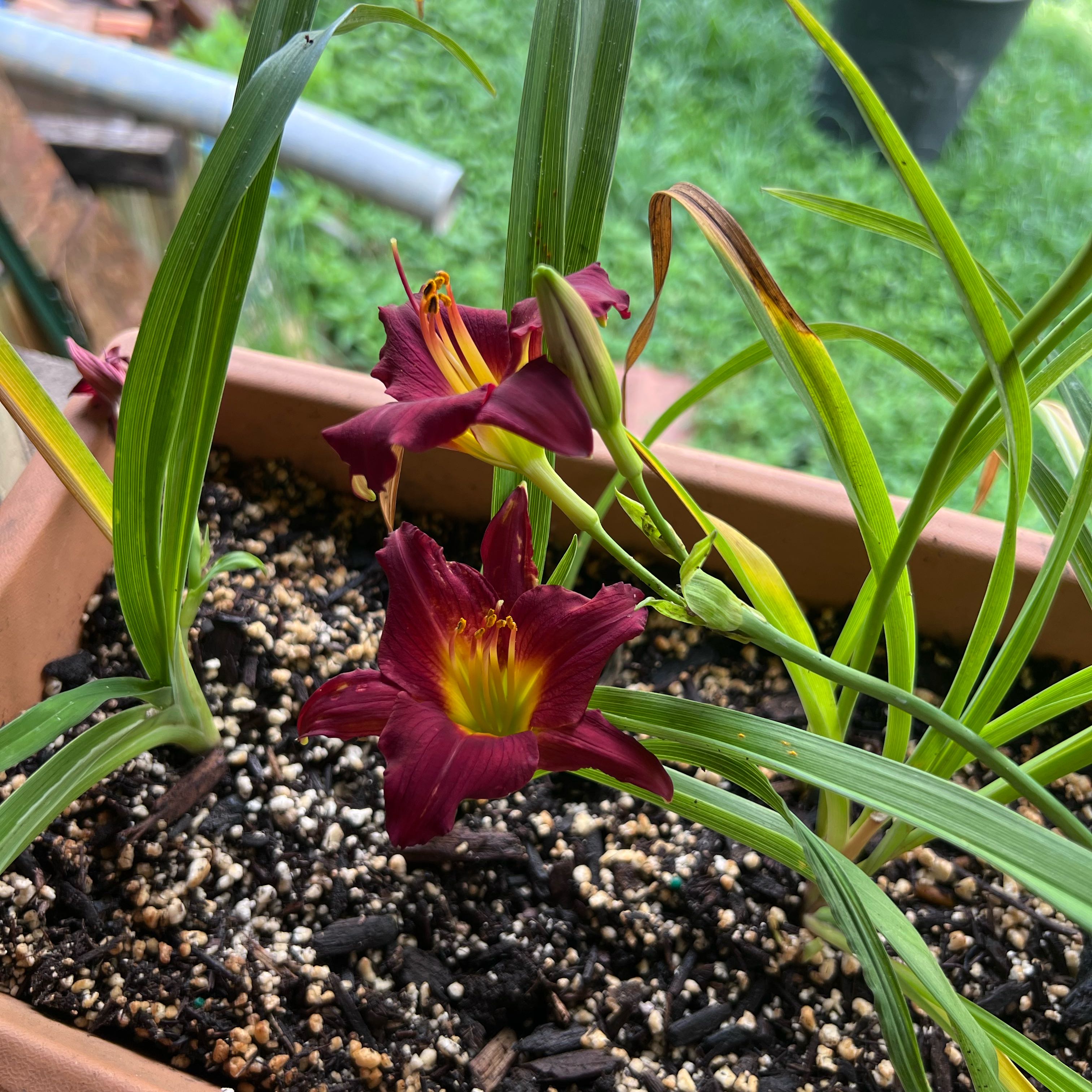 Photo of the plant species Scarlet Lily by @BotanicMess named Dax on Greg, the plant care app