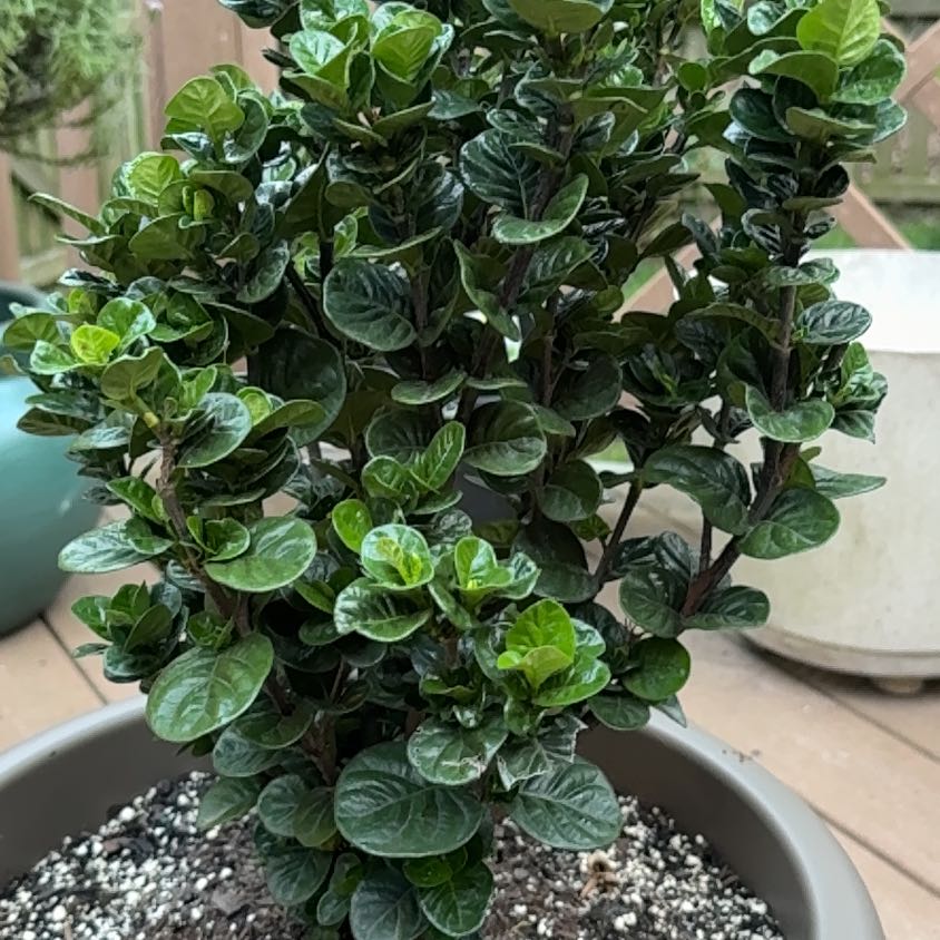 Photo of the plant species Diamond Spire® Gardenia by @IntenseMiro54 named Sahara on Greg, the plant care app