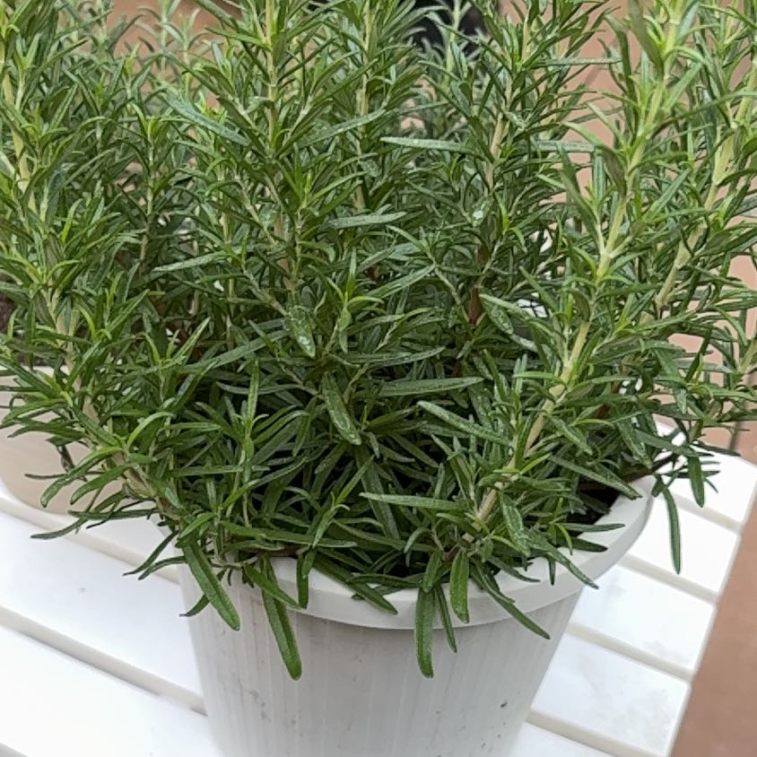 Photo of the plant species Rosemary 'Barbecue' by @IntenseMiro54 named Bella on Greg, the plant care app