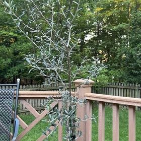Photo of the plant species Olive Tree by @IntenseMiro54 named Morgan Treeman on Greg, the plant care app