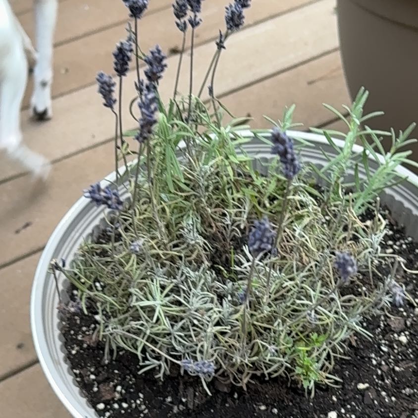 Photo of the plant species English Lavender 'Lavance Deep Purple' by @IntenseMiro54 named Navajo on Greg, the plant care app
