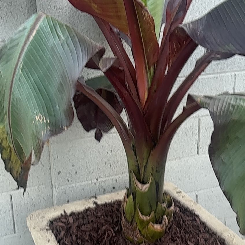 Photo of the plant species False Banana by @WhizMudpuppy named Naomi on Greg, the plant care app