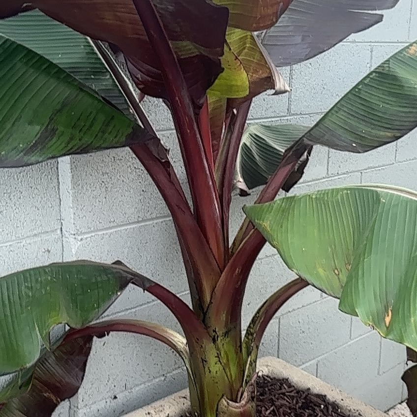 Photo of the plant species False Banana by @WhizMudpuppy named Terra on Greg, the plant care app
