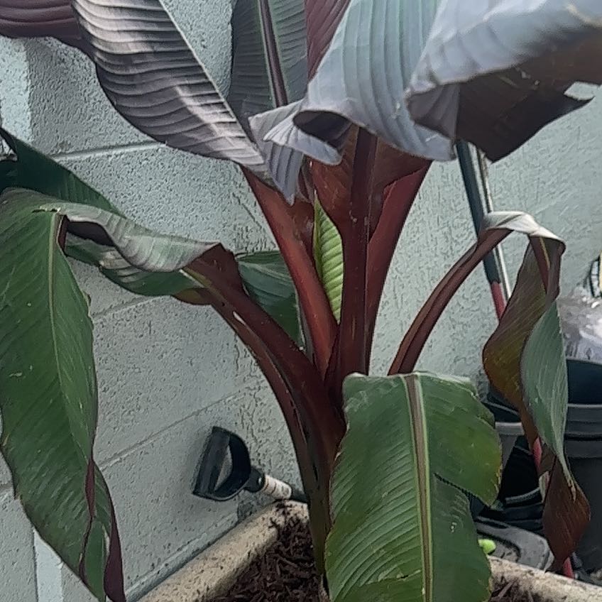 Photo of the plant species False Banana by @WhizMudpuppy named Mollie on Greg, the plant care app