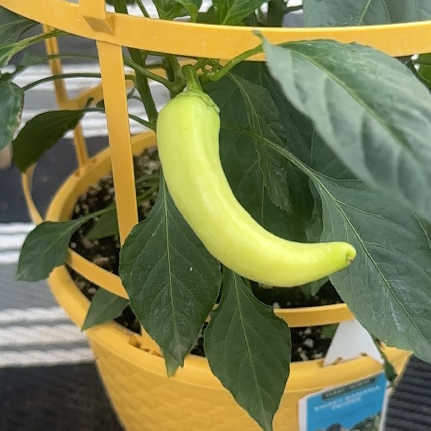 Photo of the plant species Sweet Banana Pepper by @WhizMudpuppy named Hemingway on Greg, the plant care app