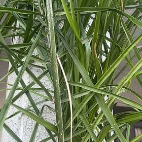 Photo of the plant species Syagrus Romanzoffiana by @WhizMudpuppy named Figyonce on Greg, the plant care app