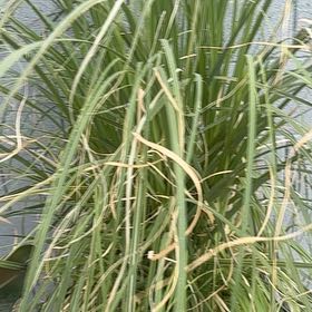 Photo of the plant species Pampas Grass by @WhizMudpuppy named Fernie Saunders on Greg, the plant care app