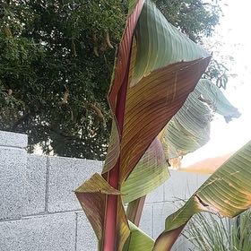 Photo of the plant species False Banana by @WhizMudpuppy named Forrest on Greg, the plant care app