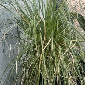Photo of the plant species Pampas Grass by @WhizMudpuppy named Foxxy on Greg, the plant care app