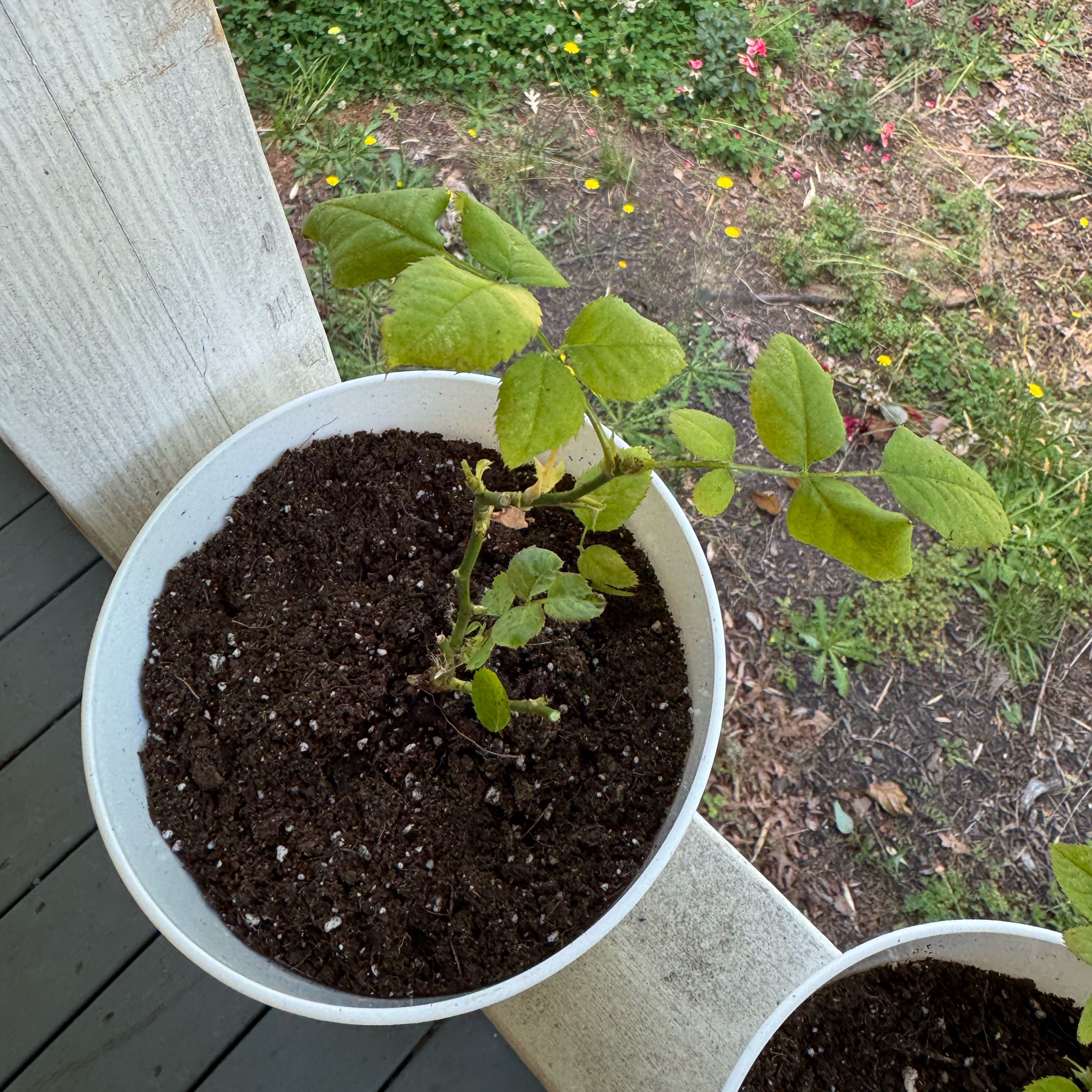 Photo of the plant species Miniature Rose by @GuruVetiver40 named Anabel on Greg, the plant care app