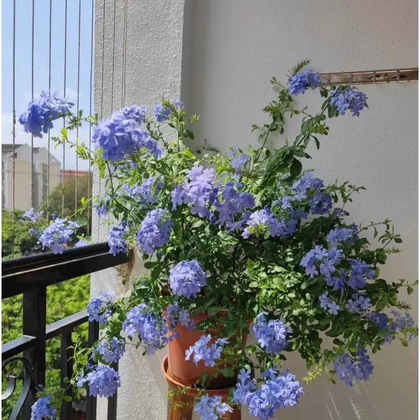 Photo of the plant species Blue Plumbago by @GallantIvy57 named Duke on Greg, the plant care app