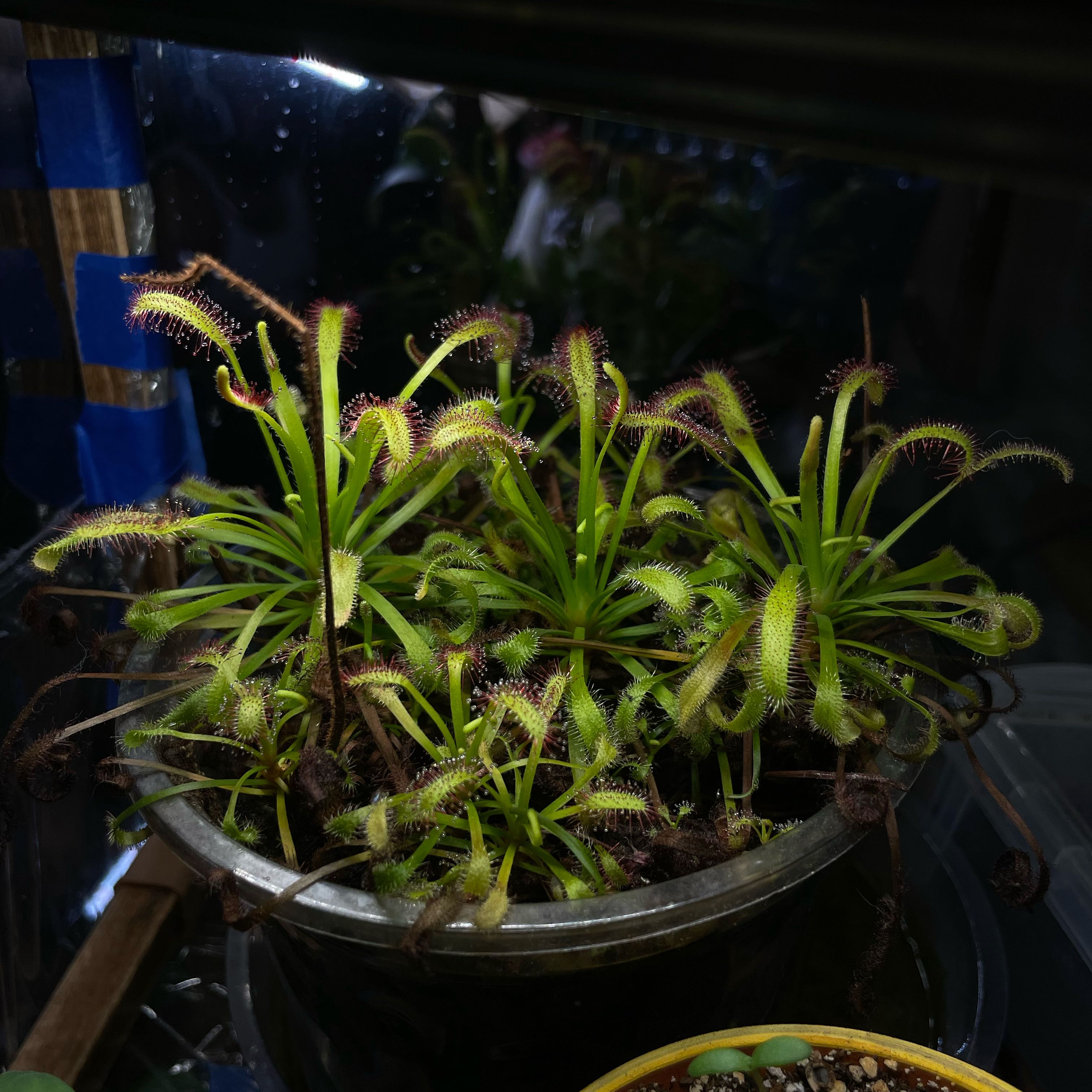 Photo of the plant species Cape Sundew by @GroovyMelon39 named Oscar on Greg, the plant care app