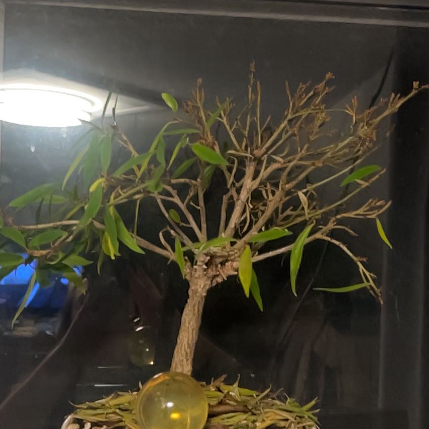 Photo of the plant species Willow Leaf Fig by @SvelteJubaea48 named Willow on Greg, the plant care app