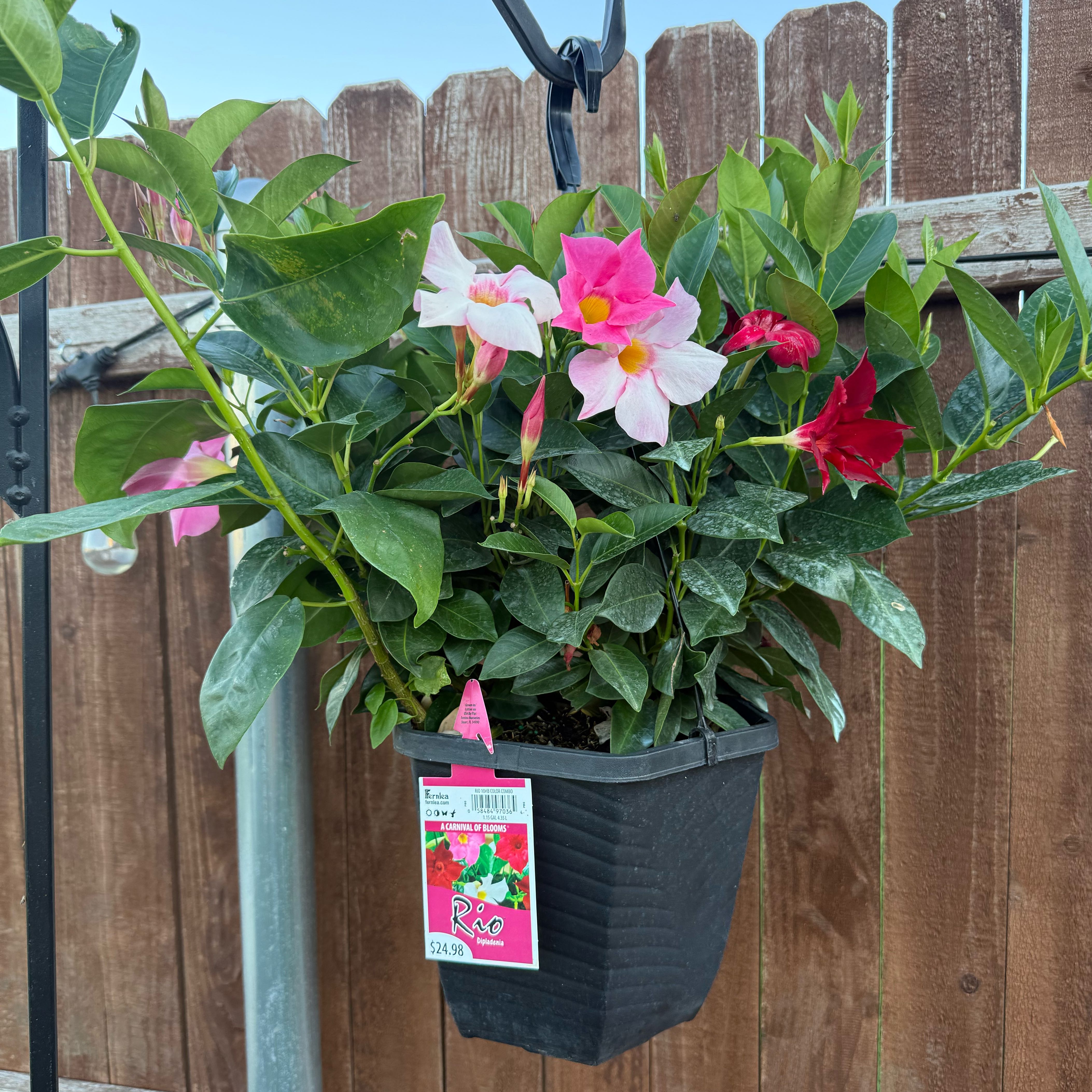 Photo of the plant species A Carnival Of Blooms by @IdolWateroak82 named Girlfrond on Greg, the plant care app