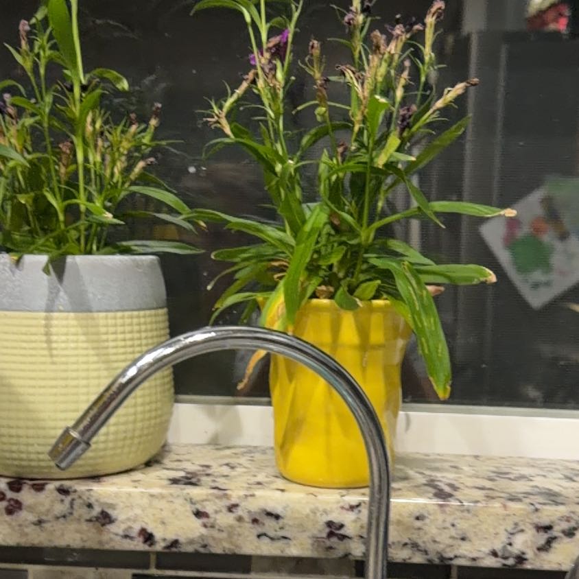 Photo of the plant species Mexican Bluebell by @ProFrogbit36 named Homer on Greg, the plant care app