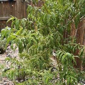 Photo of the plant species Peach Tree by @ProFrogbit36 named Bigleef Smalls on Greg, the plant care app