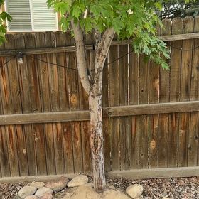 Photo of the plant species Norway Maple by @ProFrogbit36 named Leonardo on Greg, the plant care app