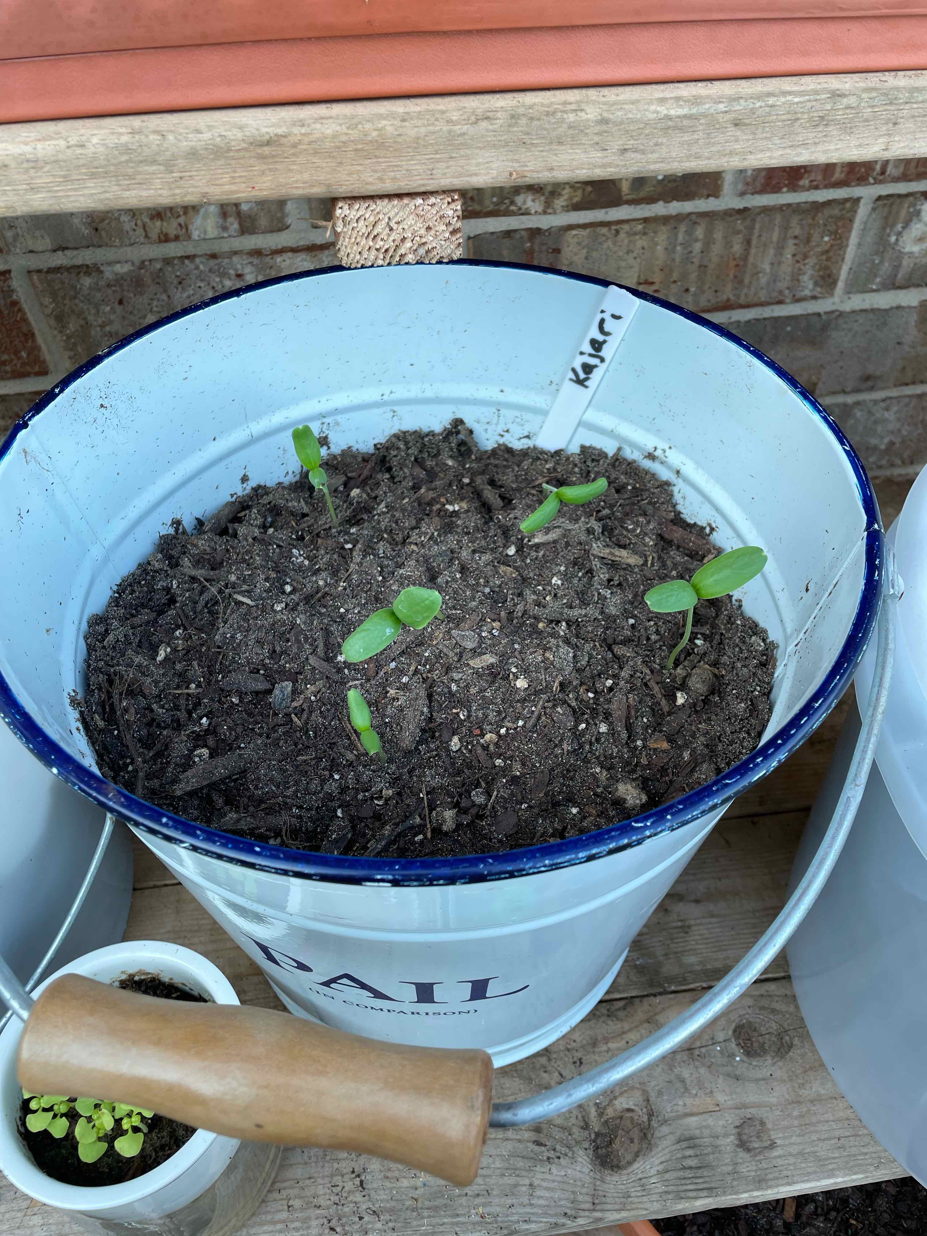 Young melon seedlings growing in a bucket with visible healthy soil.