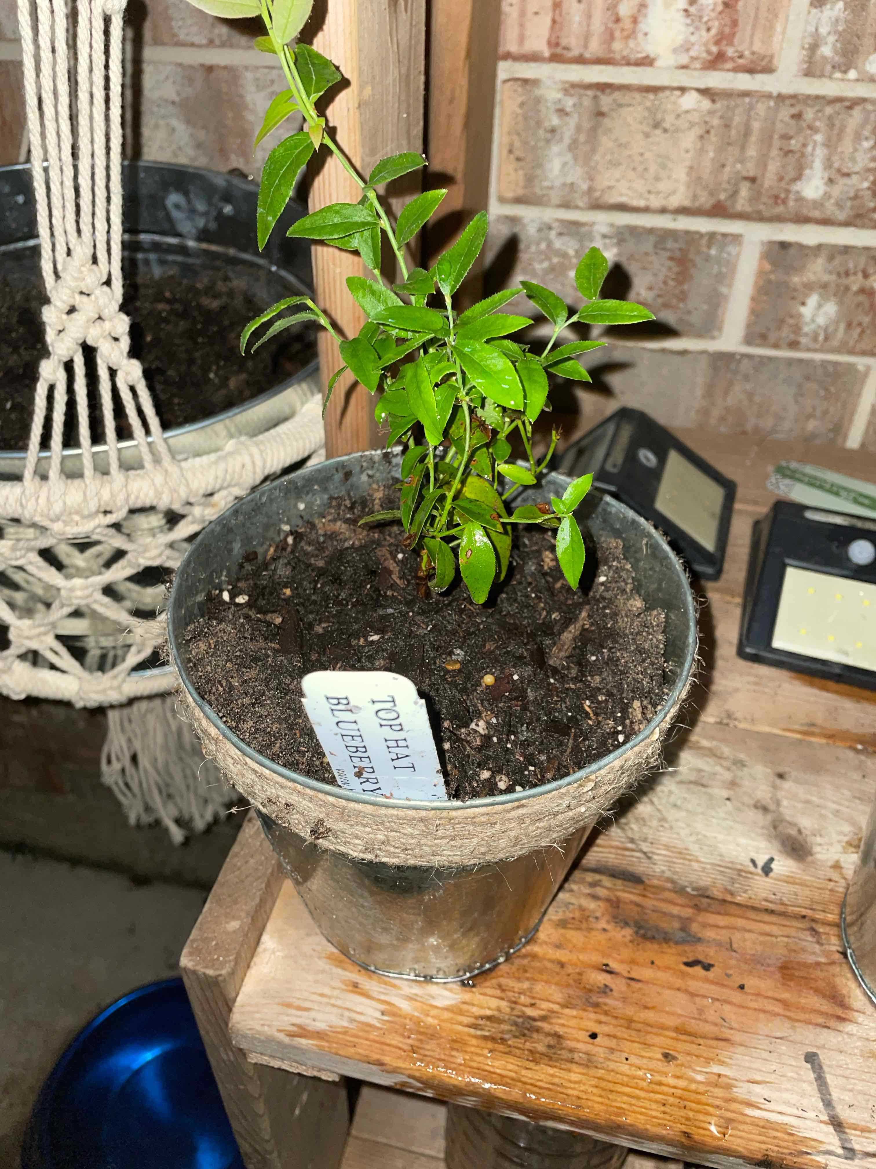 Plant care for Gaultheria viridiflora on Greg, the plant care app