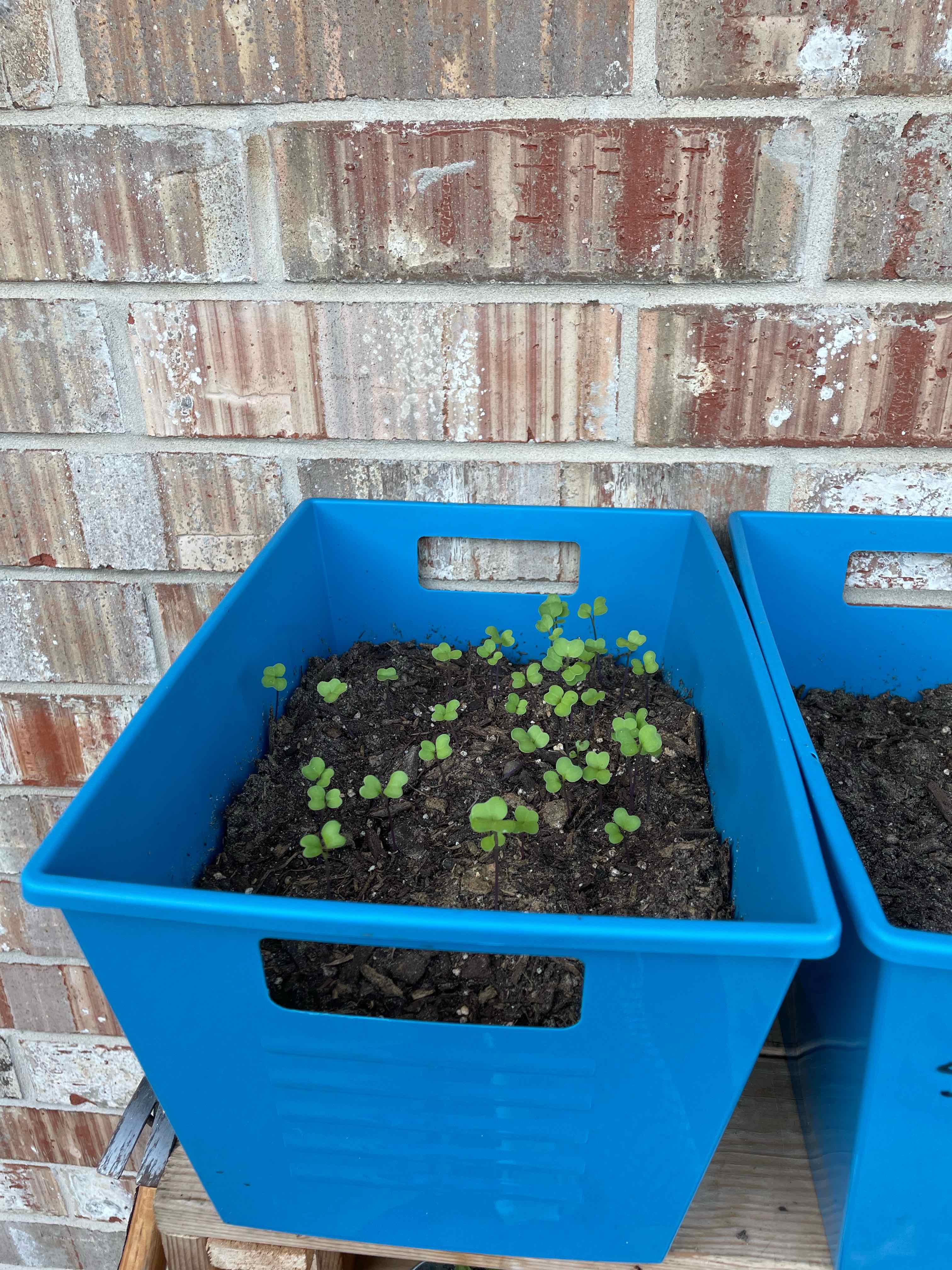 Young Field Mustard seedlings in a blue container with visible soil.