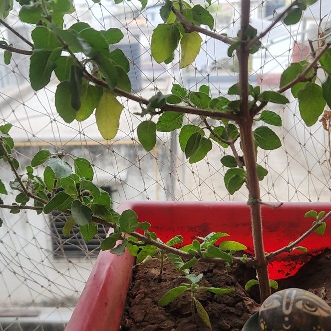 Photo of the plant species Flinders Rose by @TryZinnia85 named Bigleef Smalls on Greg, the plant care app