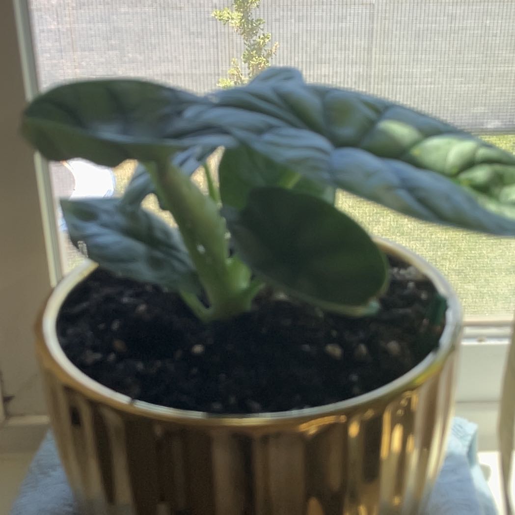 Photo of the plant species Alocasia 'Rugosa' by @ToomanyPLANTSsS named Bodhi on Greg, the plant care app