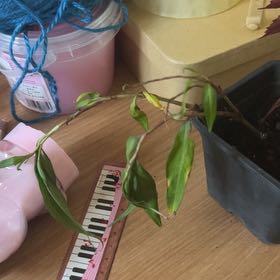 Photo of the plant species vietnamese coriander by @HoorayGutweed76 named Tupot amaroot on Greg, the plant care app