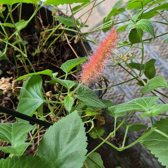 Photo of the plant species Chenille Plant by @PrinceJuniper86 named Gobi on Greg, the plant care app